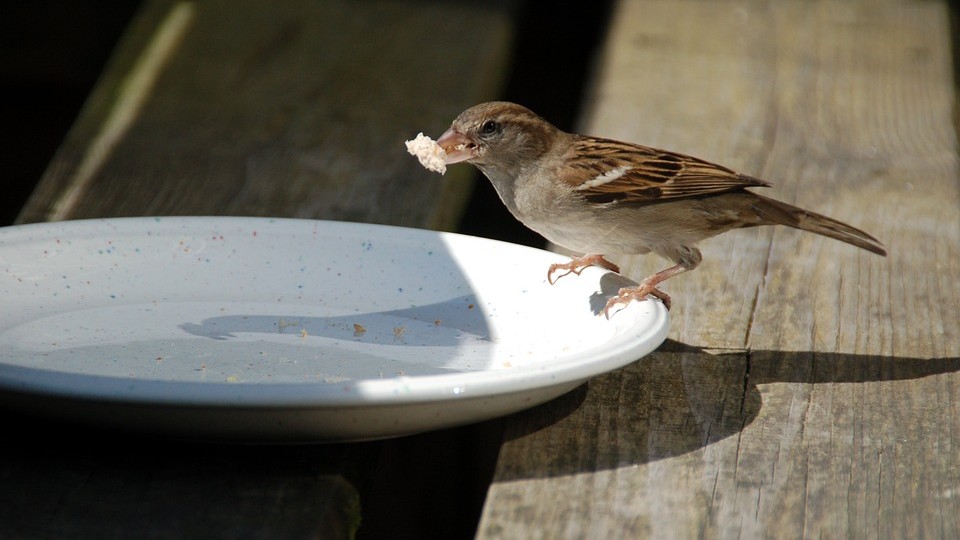 Il ne faut pas nourrir les oiseaux avec des aliments comme du lait ou du pain