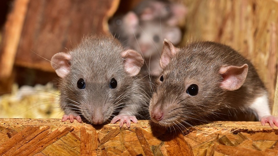 Les rats ont-ils l&rsquo;oreille musicale ?