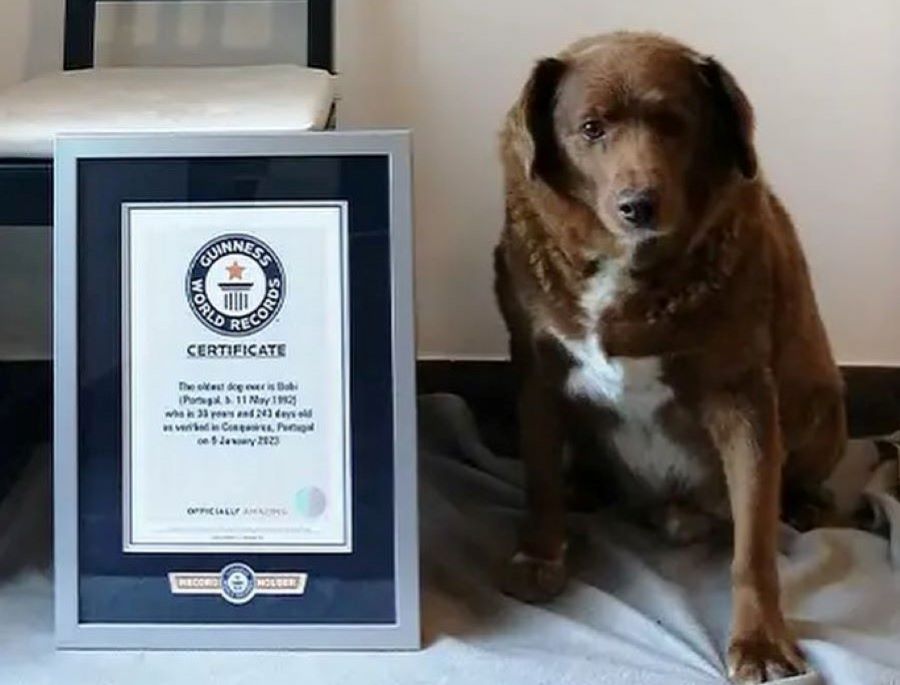 Bobi, le plus vieux chien du monde est âgé de 30 ans et vit au Portugal