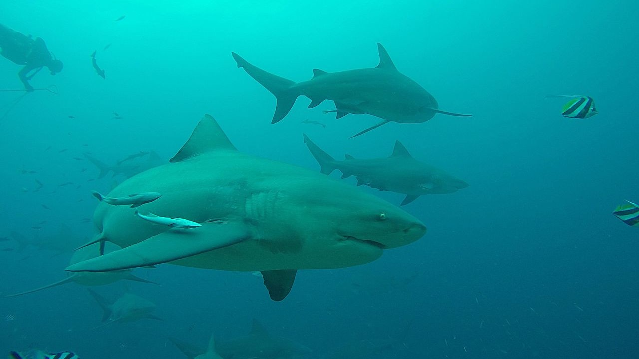 Polynésie: un enfant de sept ans subit de profondes morsures de requin