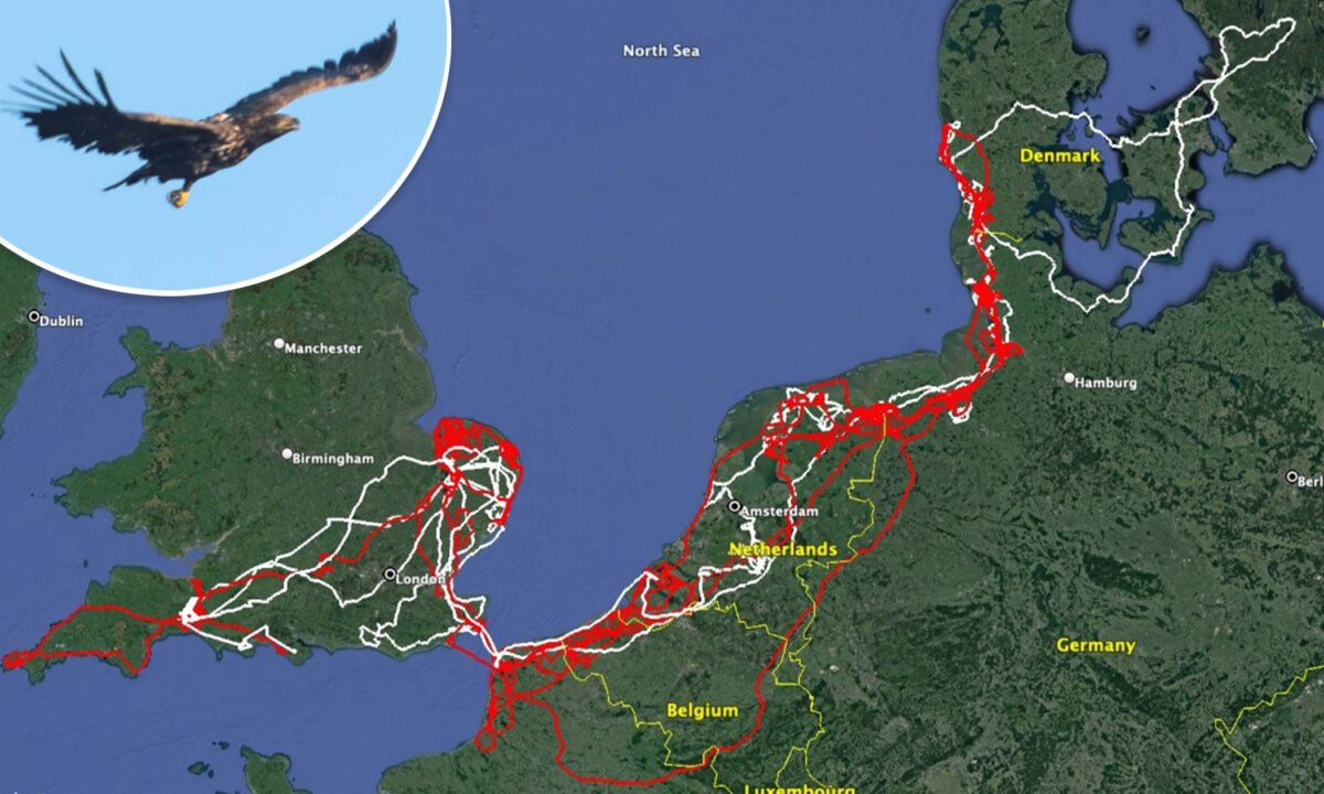 Un pygargue à queue blanche rare parcourt 16.000 km à travers 7 pays pour revenir chez lui au bout de deux ans avec une patte manquante
