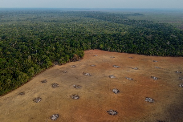 Forêts : un sanctuaire menacé en chiffres