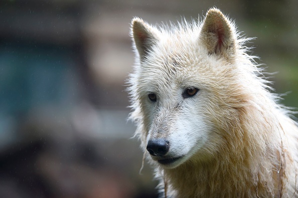 Venu d&rsquo;Italie par les Alpes, le loup s&rsquo;installe peu à peu en Occitanie