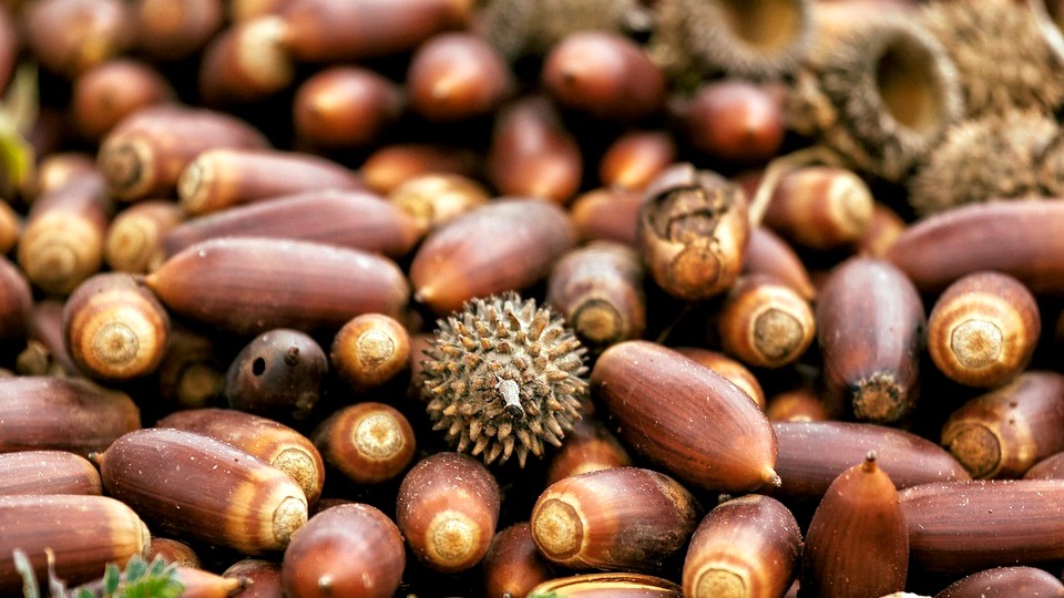 Plus de 300kg de glands stockés par un oiseau dans le mur d&rsquo;une maison en Californie