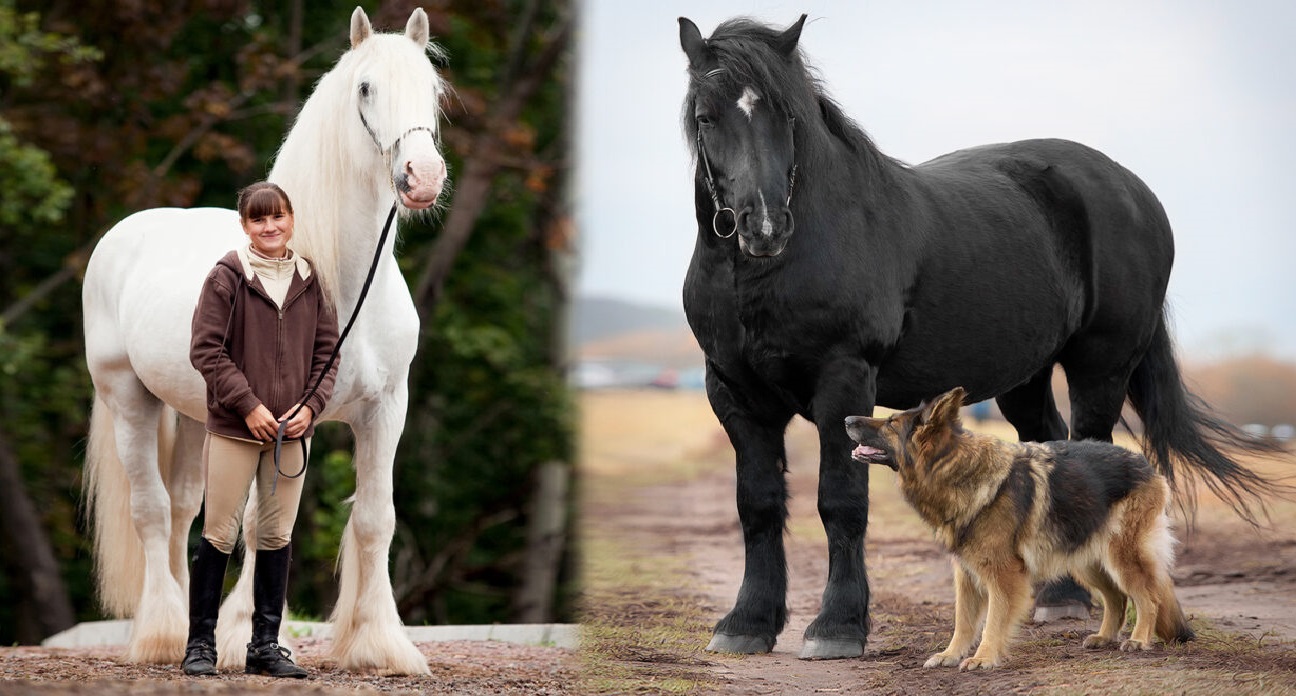 Les dix races de chevaux les plus grands et les plus forts