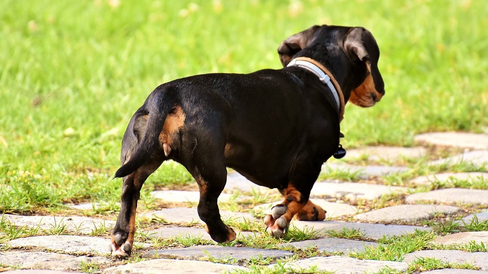 Rennes : un chien coincé dans une canalisation a été sauvé par les pompiers