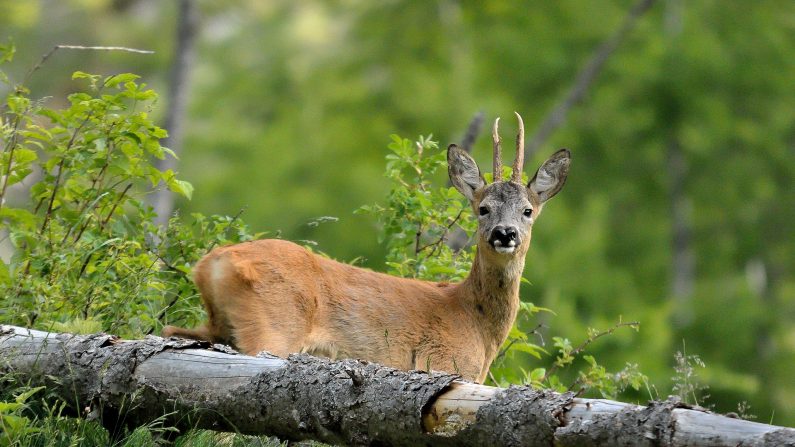 Bretagne: un chevreuil piégé dans une clôture sauvé grâce aux passagères d&rsquo;un train et un bon samaritain