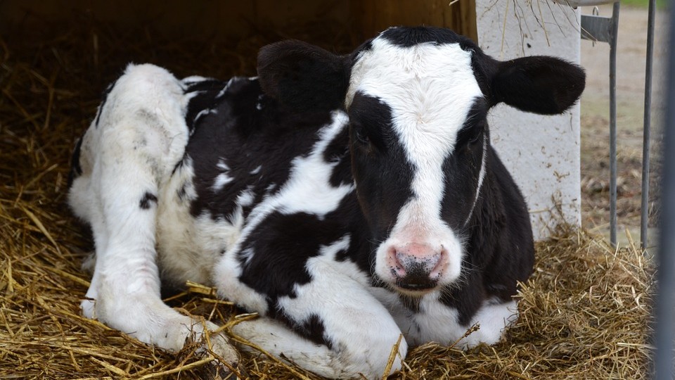 « C’est du jamais vu ! »: une vache donne naissance à des triplés en Mayenne