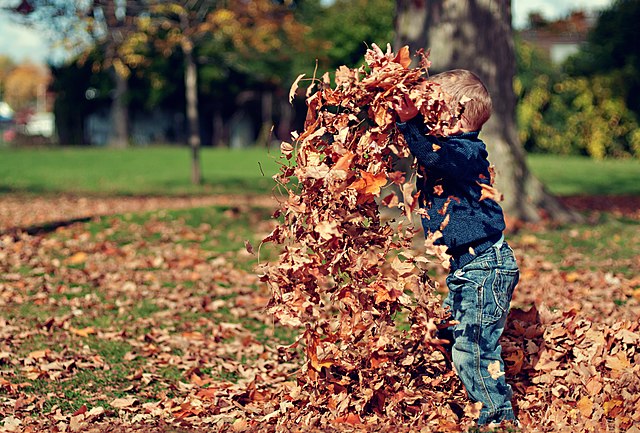 Végétaliser les cours de récréation pour encourager la curiosité des enfants