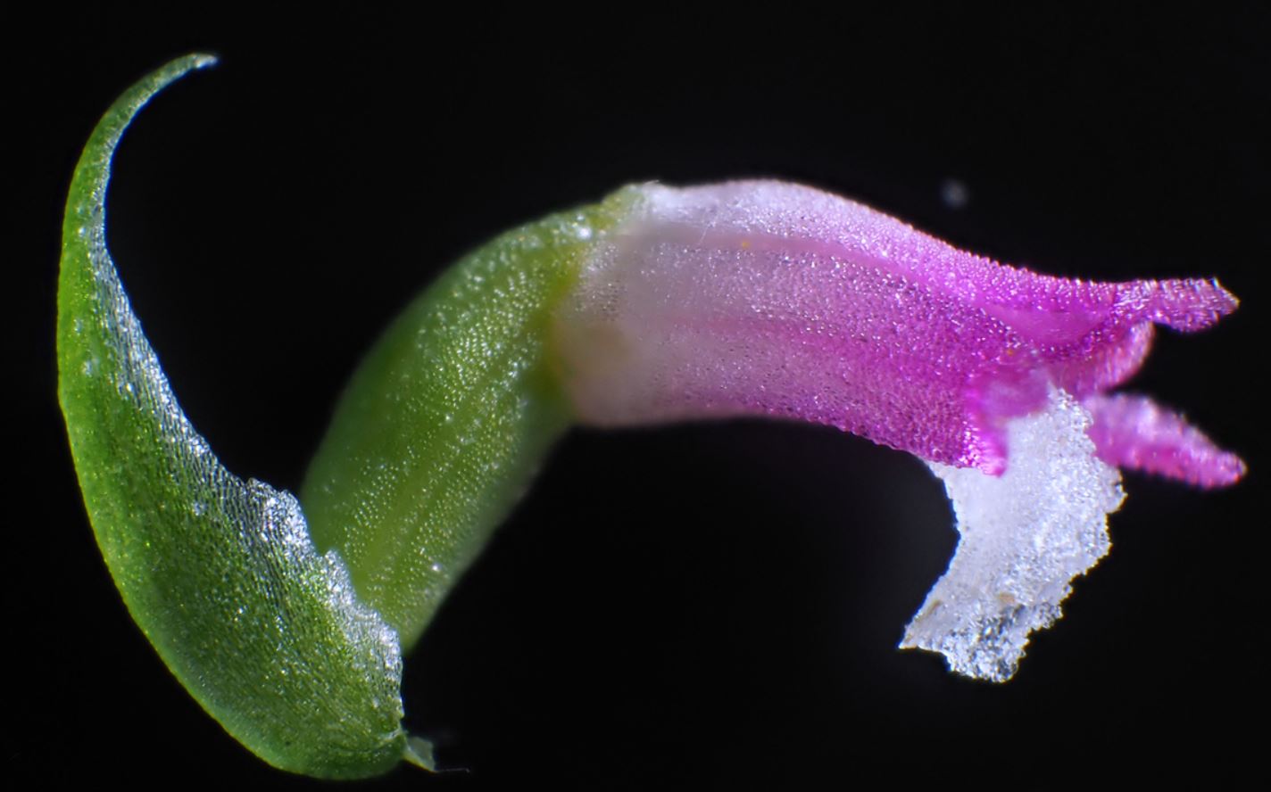 Japon : découverte d&rsquo;une nouvelle espèce d&rsquo;orchidée ressemblant à du verre