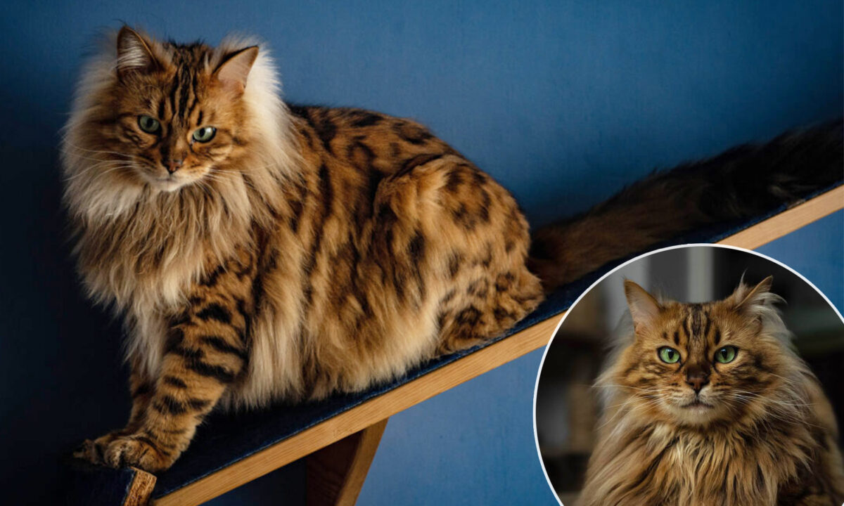 Rencontrez Cezar, le chat bengal cachemire qui ressemble à un adorable petit lion