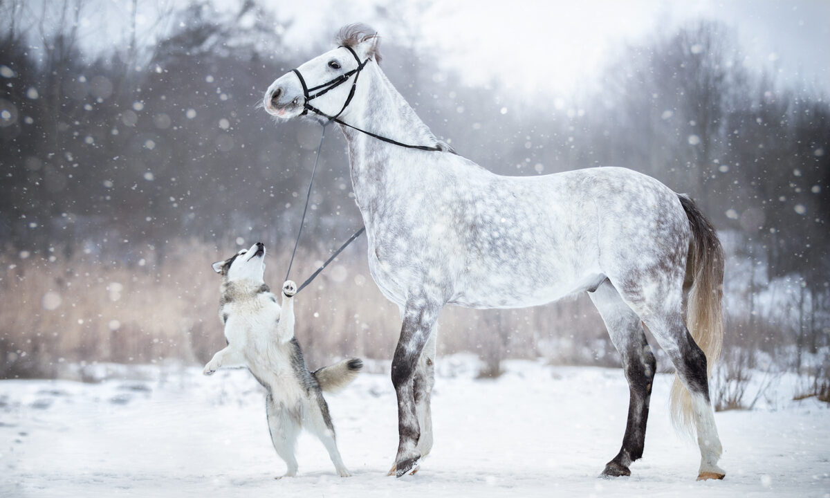 L’amitié entre un cheval et un chien immortalisée par des photos somptueuses