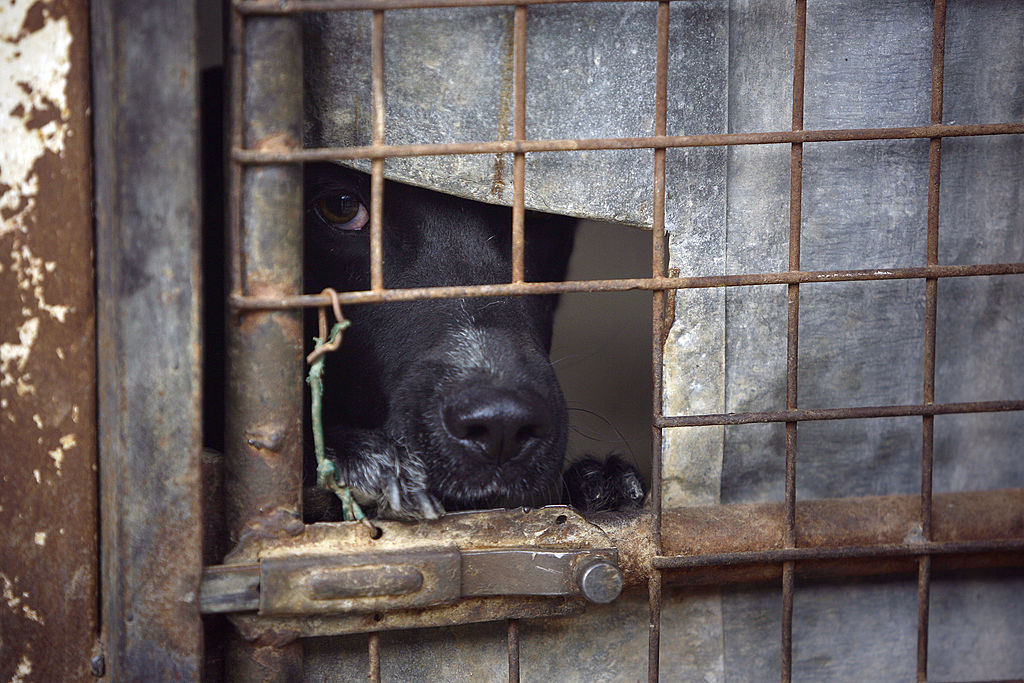 Maltraitance animale, quelque 400 chiens saisis dans des élevages de Hauts-de-France