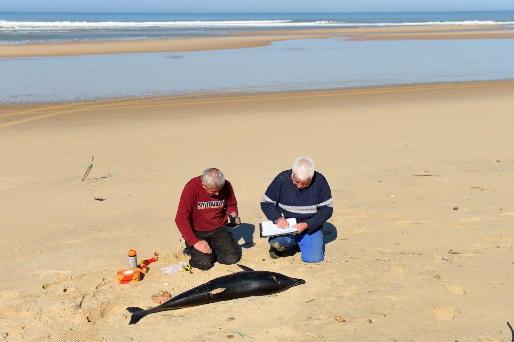 Dauphins échoués: le Conseil d&rsquo;État ordonne au gouvernement de fermer des zones de pêche dans l&rsquo;Atlantique