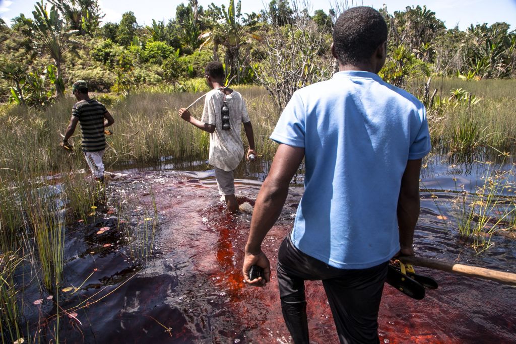 Introuvable pendant 24 ans, un oiseau rare refait surface à Madagascar