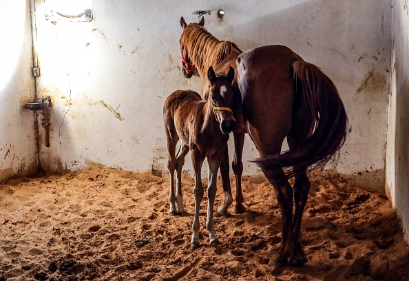 Normandie: un poulain orphelin trouve une mère adoptive grâce à Facebook