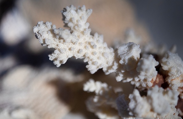 Des coraux protégés remis par les douanes à Océanopolis