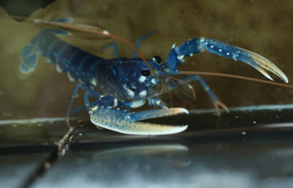 Bretagne: un homard bleu rarissime, trouvé par un pêcheur, cherche un aquarium de toute urgence