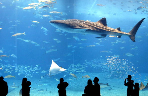 Les raies et les requins durement frappés par la dernière extinction de masse il y a 66 millions d’années