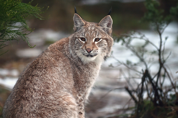 États-Unis: surprise de taille pour cet homme qui découvre un lynx dans le panier de son chien