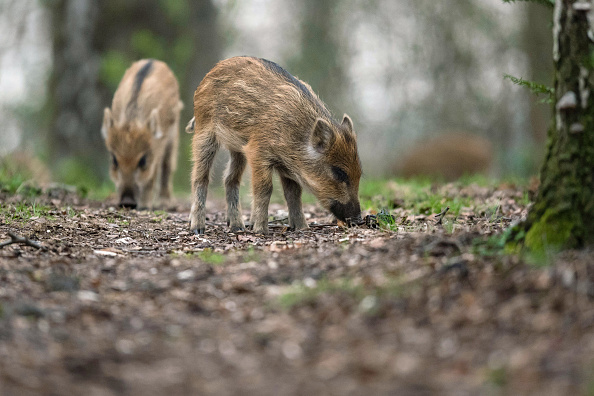«Ils ne peuvent vivre sans nous»: un couple du Loiret se bat pour garder deux sangliers
