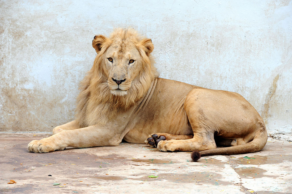 Sénégal: trois lionceaux et de l&rsquo;espoir pour le roi de la savane en Afrique de l&rsquo;Ouest