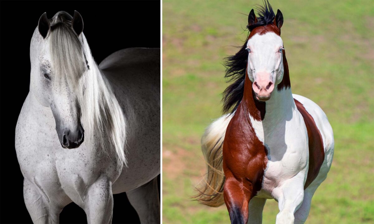 Un homme transforme son amour des chevaux en art et partage ses photos avec le monde entier