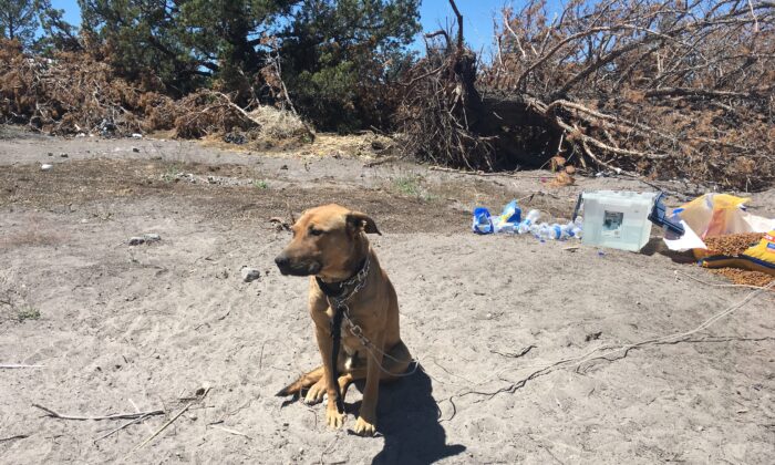 Des chiens sont régulièrement maltraités dans les sites illégaux de culture de cannabis en Californie, rapporte un shérif