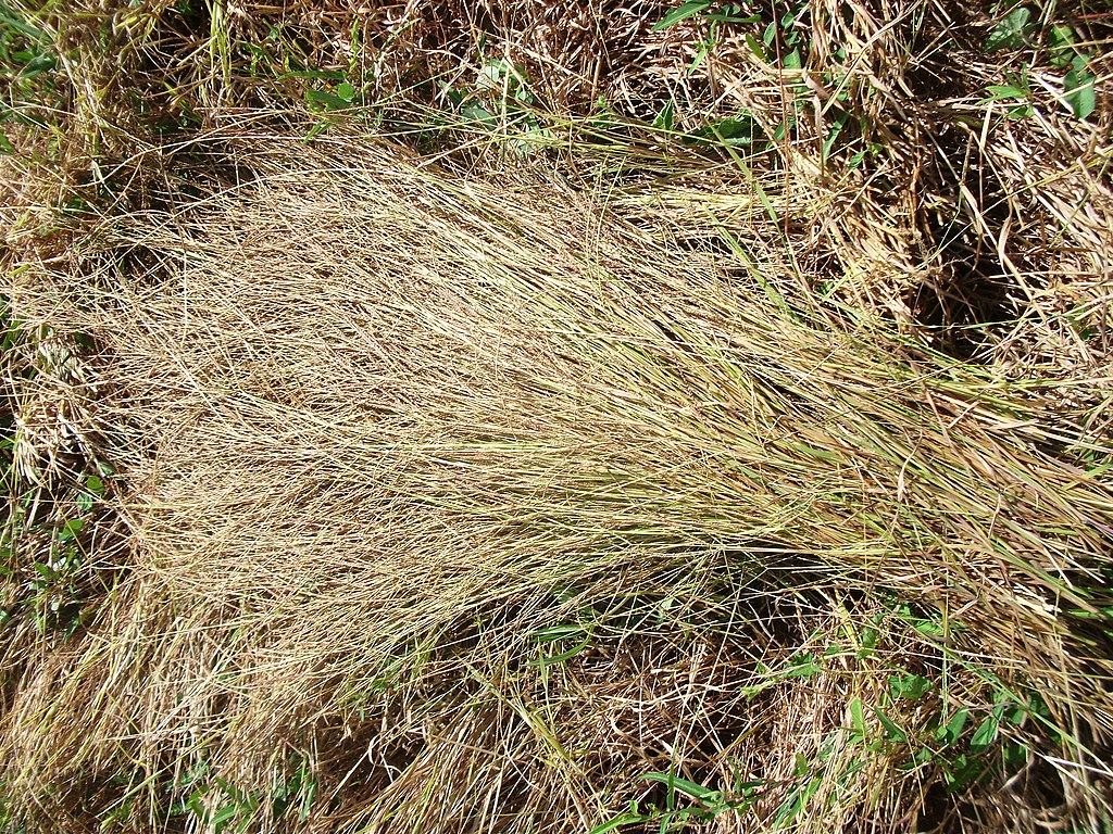 Céréales : les mils, meilleurs alliés d’une agriculture durable, nourricière et résiliente ?