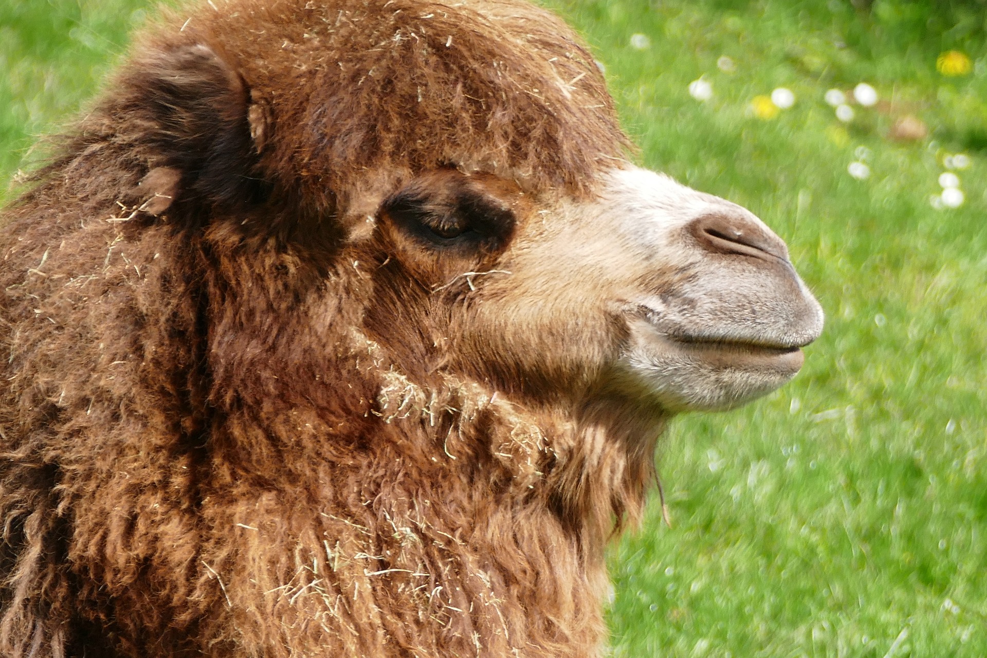 Gard: un chameau refuse d’obtempérer au milieu d’une route départementale