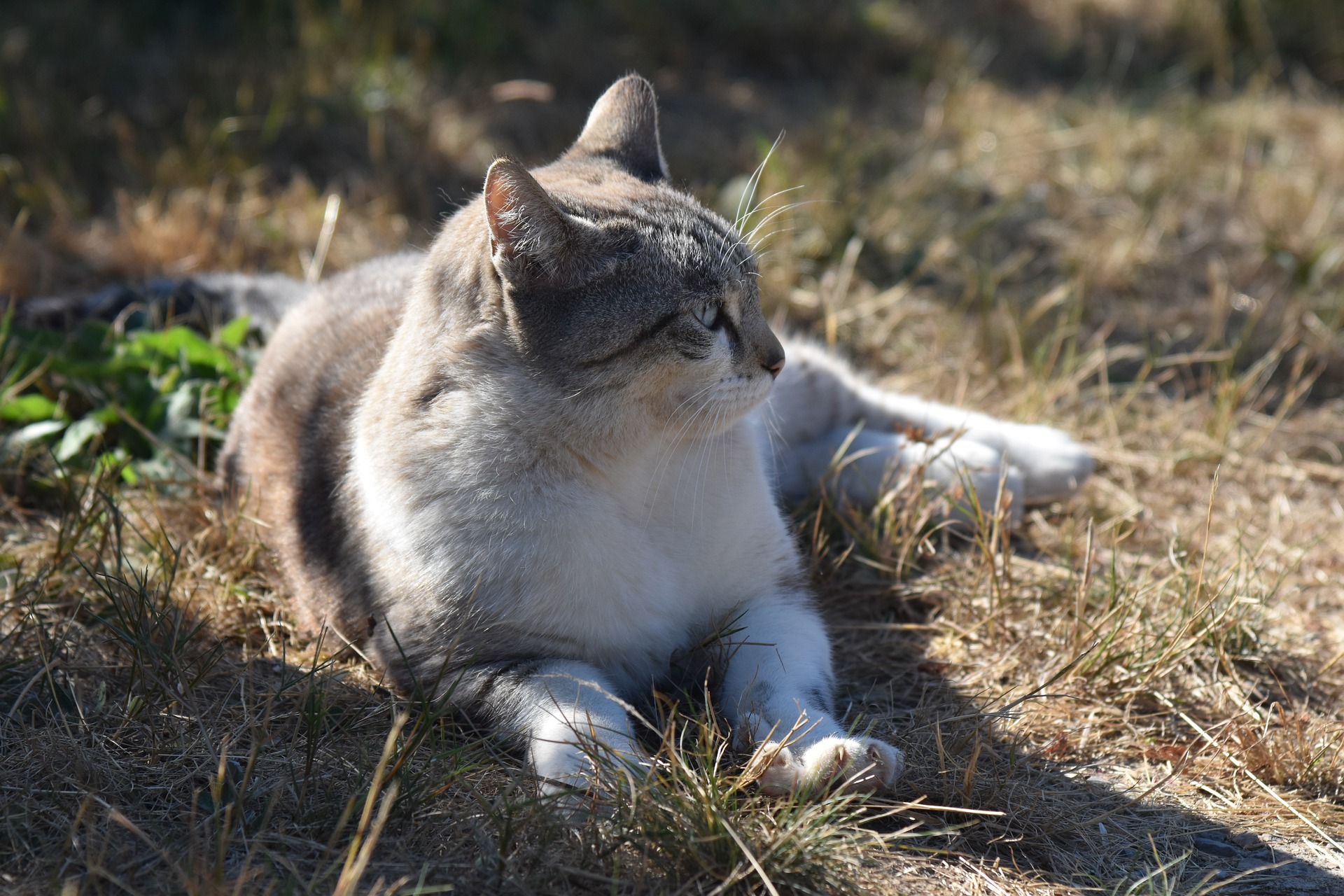 À Songeons dans l’Oise, nourrir les chats errants coûtera désormais 38 euros