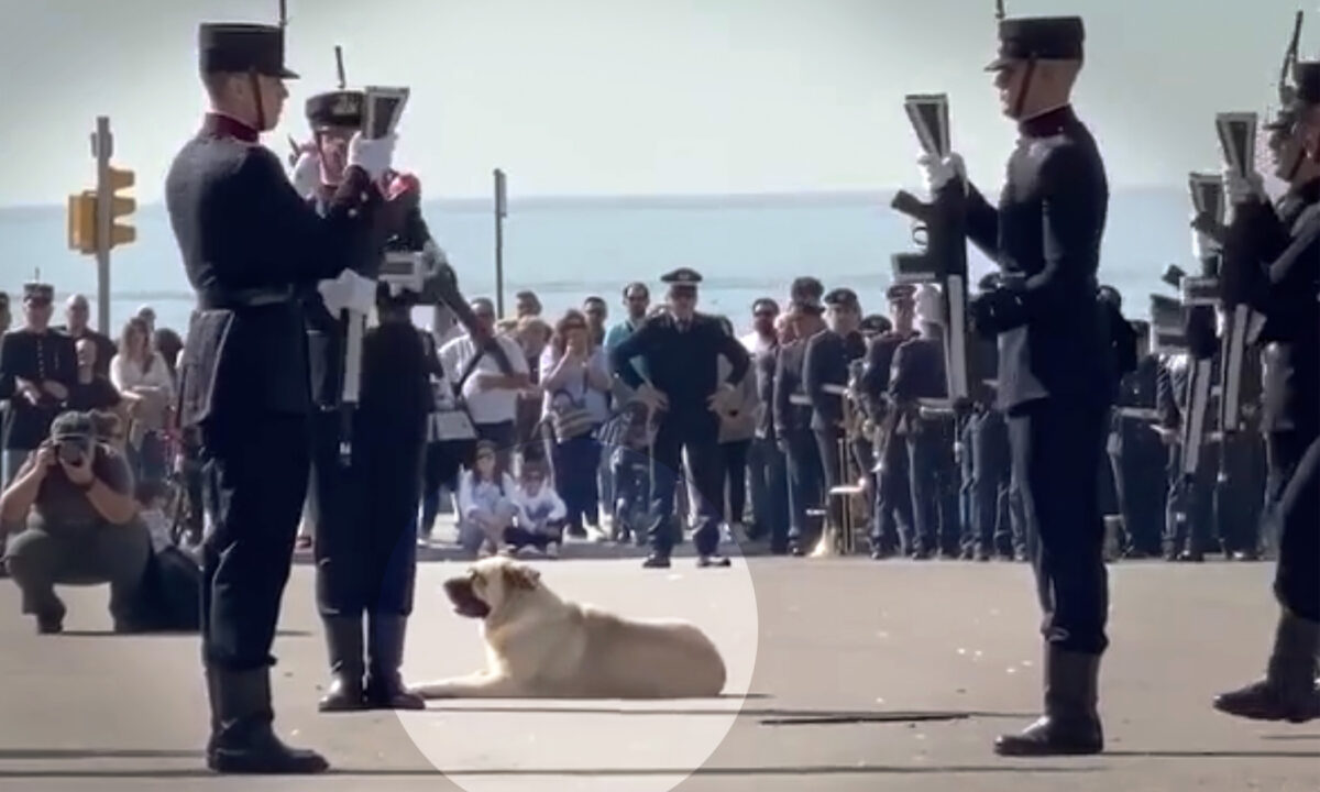 VIDÉO : « C&rsquo;est le chien le plus flemmard de toute la ville » – un chien fait une sieste au milieu d&rsquo;un défilé de l&rsquo;armée