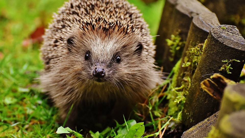 Dans le Val-d&rsquo;Oise, des hérissons en convalescence accueillis dans un refuge créé pour eux