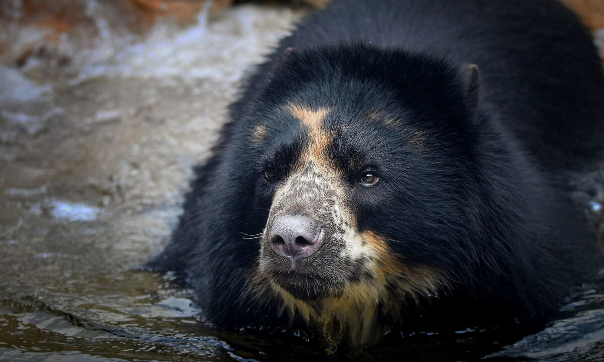 Un ours s’échappe du zoo pour la deuxième fois en un mois malgré des mesures de sécurité accrues