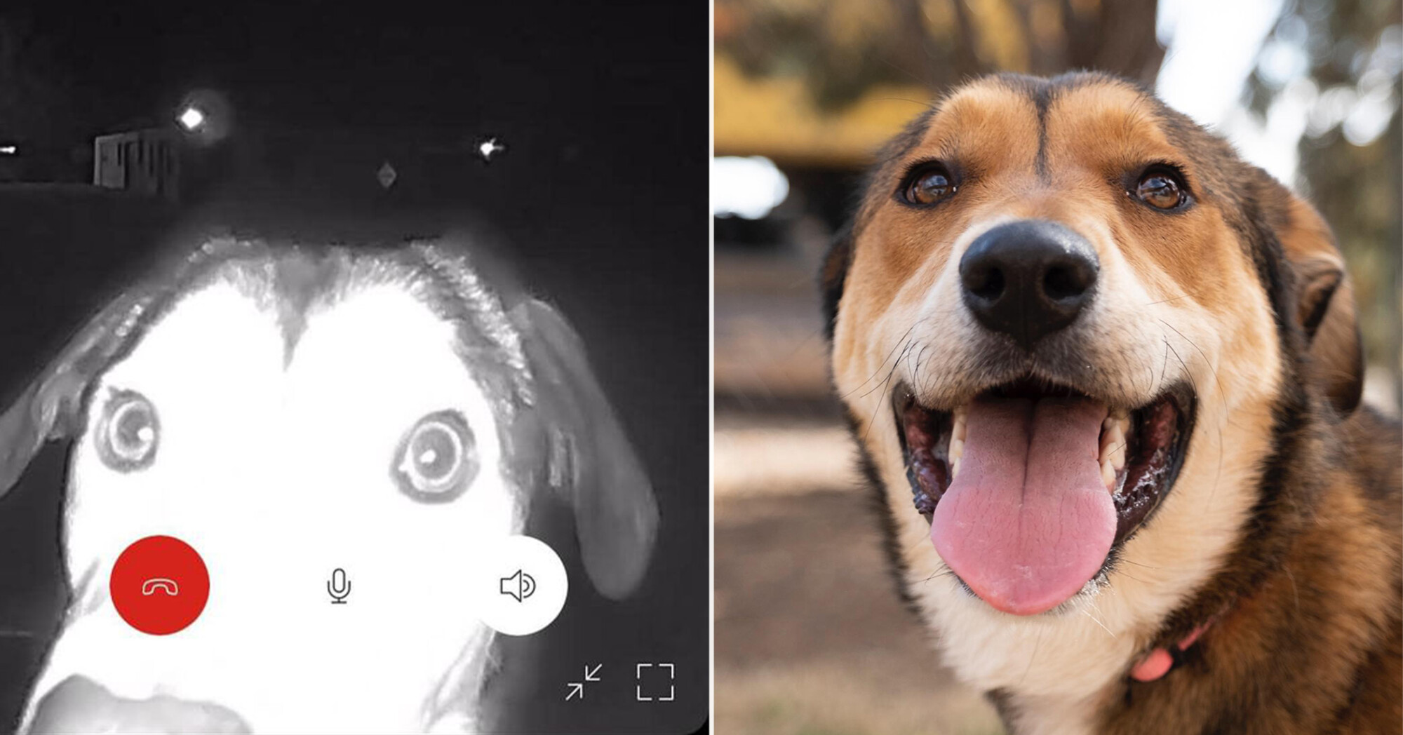 Une chienne en fuite retrouve son ancien refuge et se présente à la porte pour demander de l&rsquo;aide