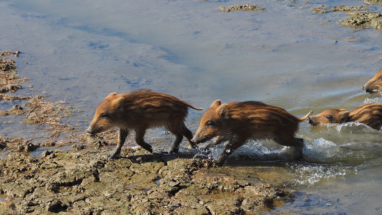 Orne : un agriculteur découvre plusieurs jeunes sangliers dans son champ