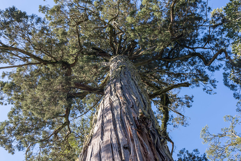 Au Chili, un arbre vieux de 5000 ans, «capsule temporelle» de l&rsquo;adaptation au changement climatique