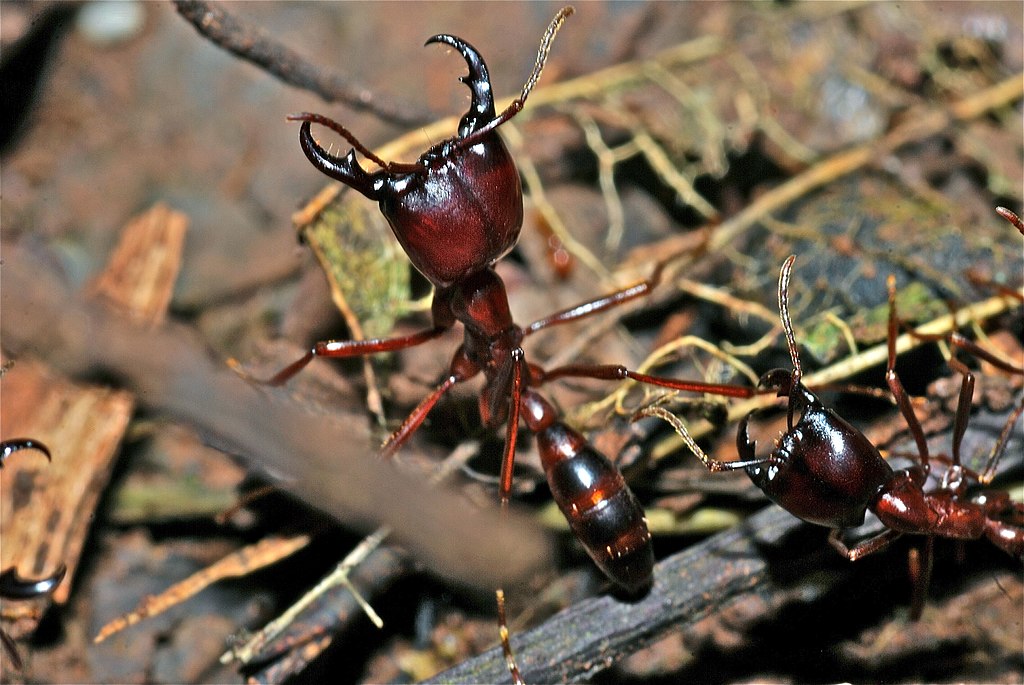Épidémies: les fourmis tropicales, parfaites sentinelles pour surveiller les virus