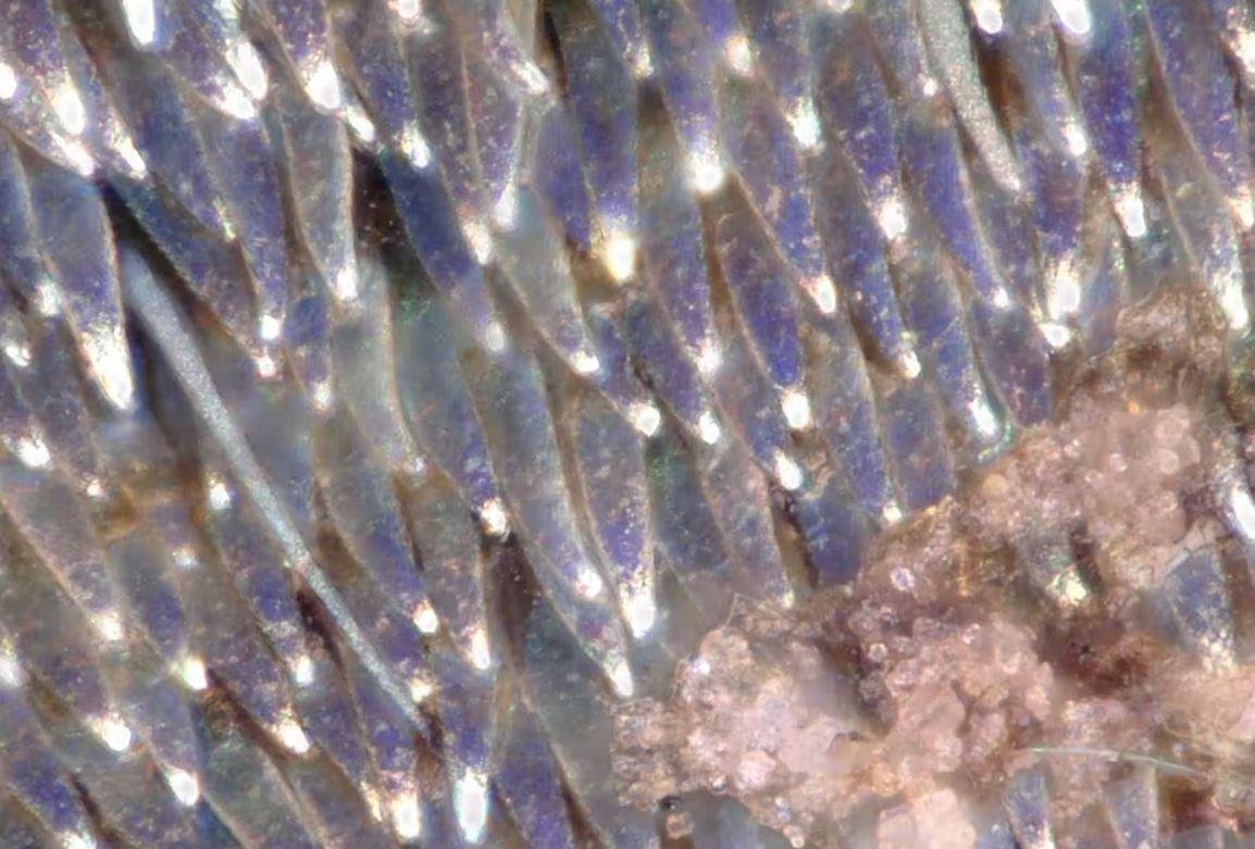 Ces insectes qui changent de couleur sous la pluie