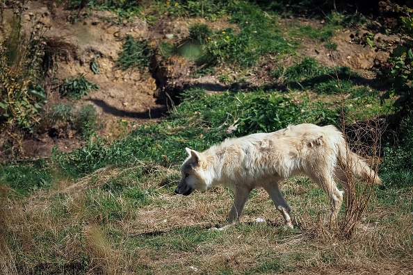 Le loup observé à plusieurs endroits en Bretagne