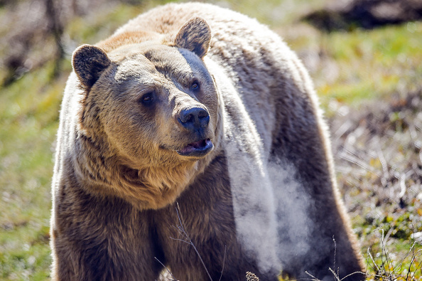 L&rsquo;État prépare de nouveaux arrêtés d&rsquo;effarouchement de l&rsquo;ours