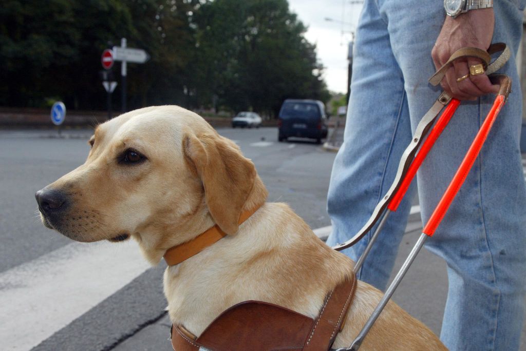 « Mon chien, c&rsquo;est mes yeux »: les chiens guides d&rsquo;aveugles encore souvent refusés dans les lieux publics
