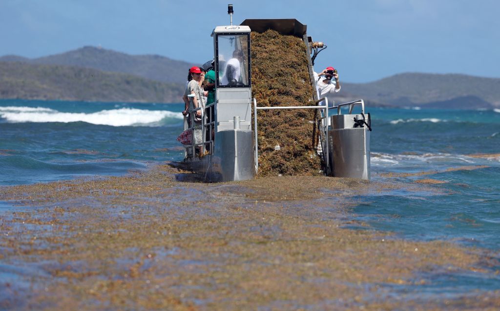 En Martinique, l&rsquo;union fait la force pour lutter contre les sargasses