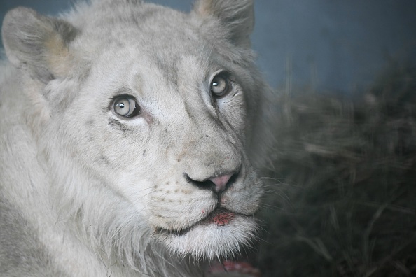 Après avoir souffert de maltraitances, le lion Léo est mort, mais il sera «toujours présent»