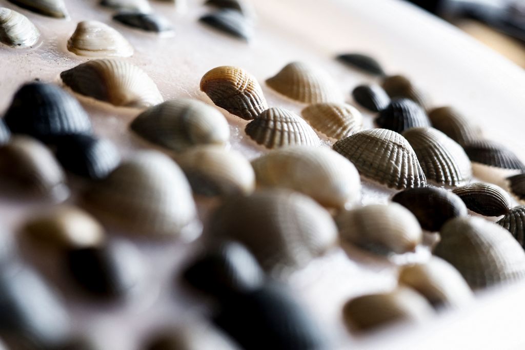 Bactérie E. coli: rappel de produits et interdiction de la pêche aux coquillages