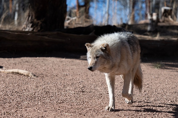 Au Colorado, la réintroduction du loup déchaîne les passions