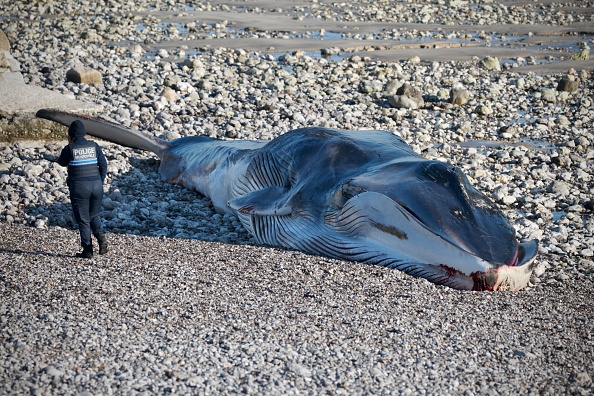 Deux rorquals échoués en deux jours en Seine-Maritime
