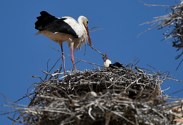 Moselle: éclosion en images des œufs de Maurice et Mélodie, le couple de cigognes de Sarralbe