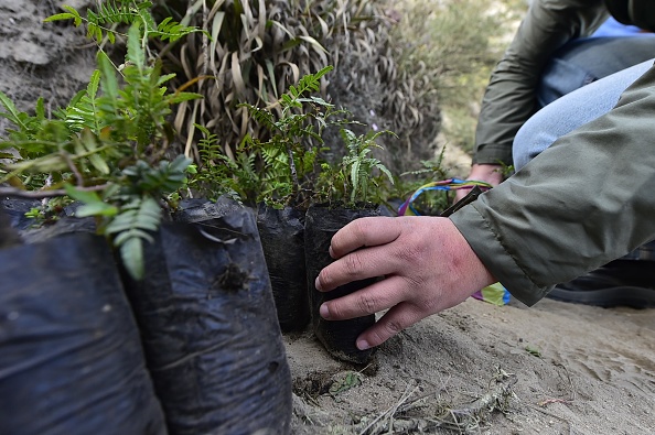 Plus de 30 kilomètres de haies ont été plantés dans la Manche, un impact positif sur l’environnement