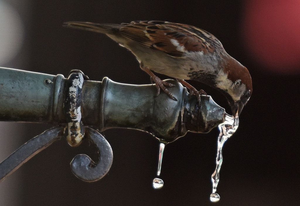 Sécheresse: oiseaux, batraciens, insectes … La faune sauvage souffre aussi du manque d&rsquo;eau